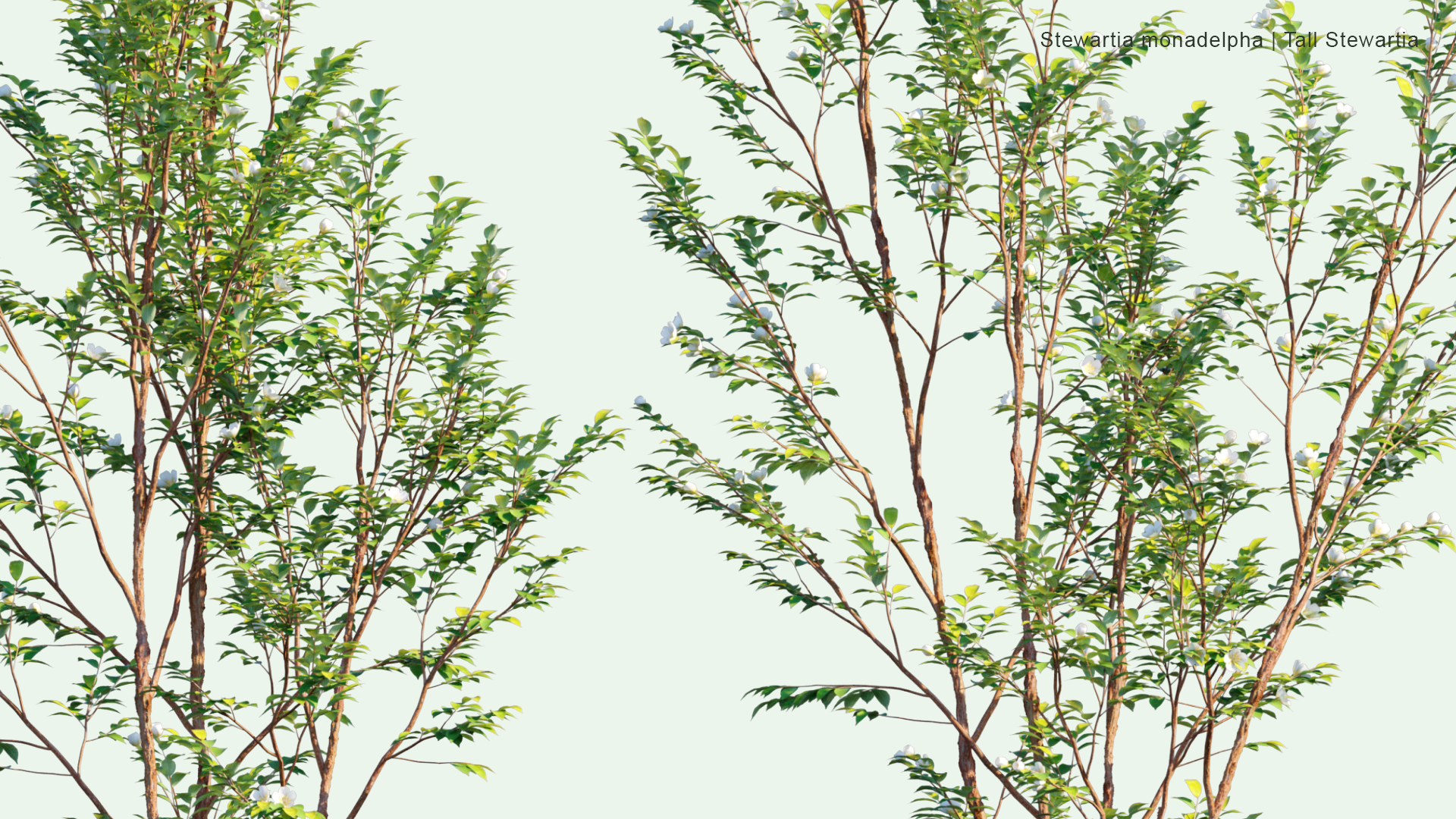2D Stewartia Monadelpha - Tall Steartia,ヒメシャラ