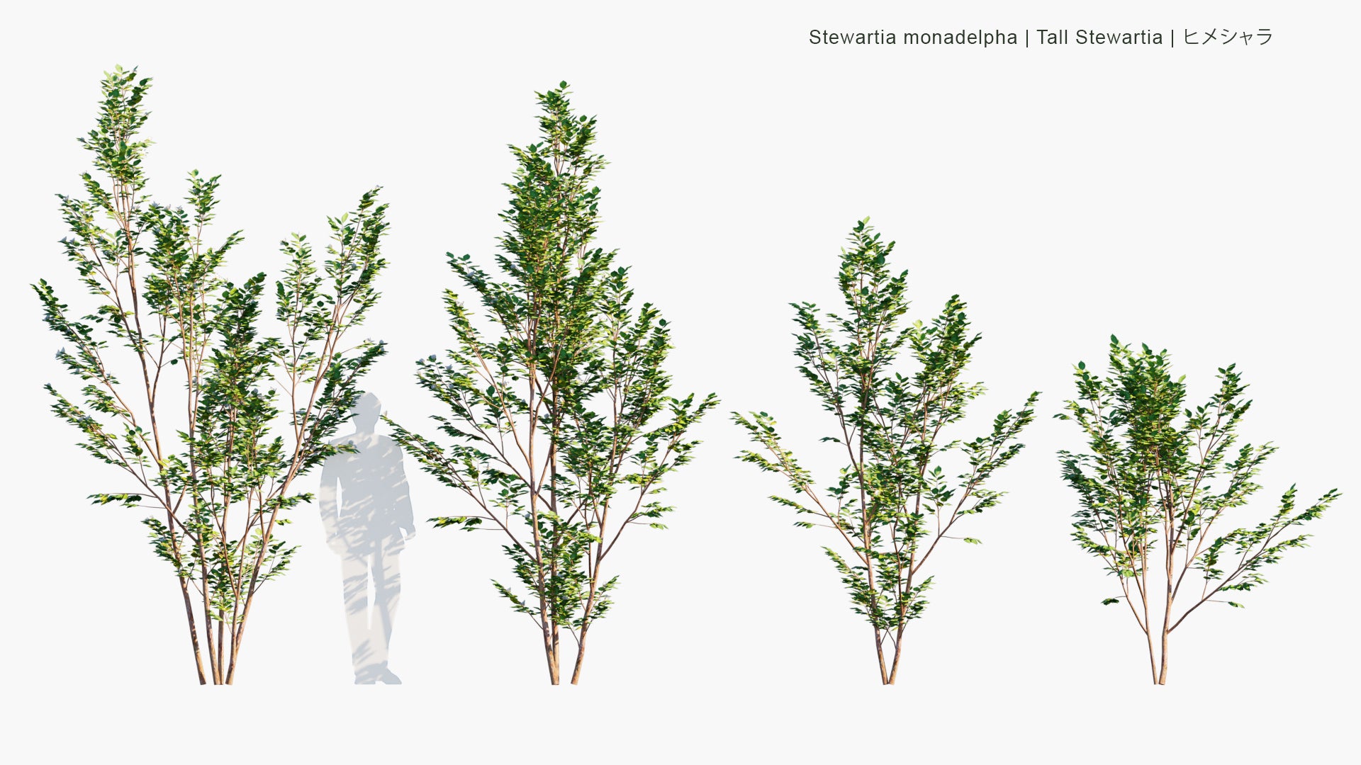 Low Poly Stewartia Monadelpha - Tall Steartia, ヒメシャラ (3D Model)