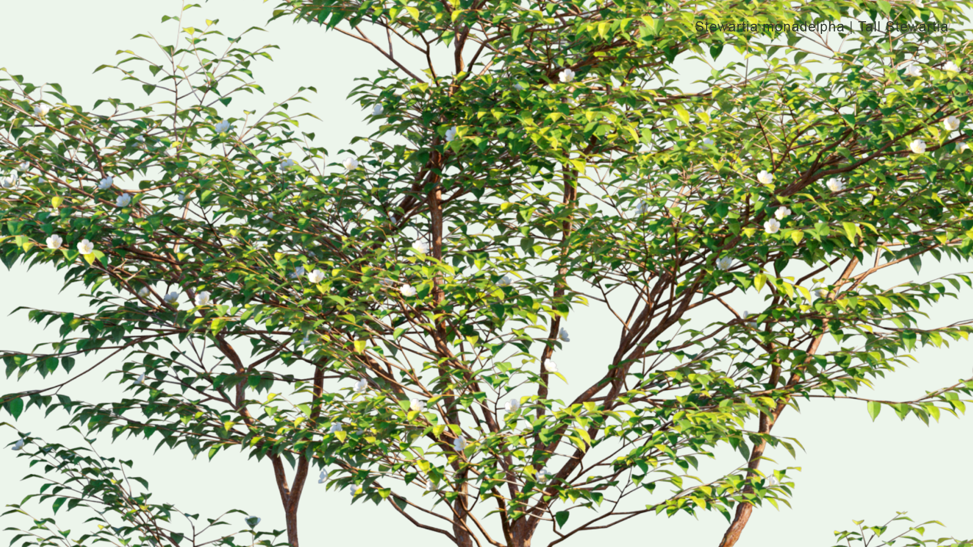 2D Stewartia Monadelpha - Tall Steartia,ヒメシャラ