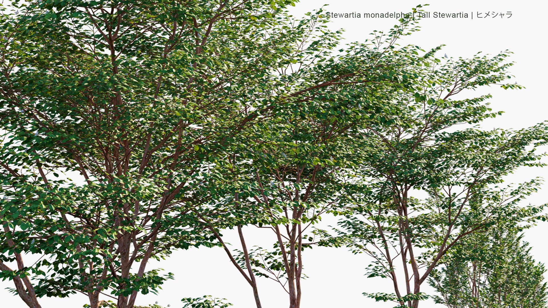 Low Poly Stewartia Monadelpha - Tall Steartia, ヒメシャラ (3D Model)