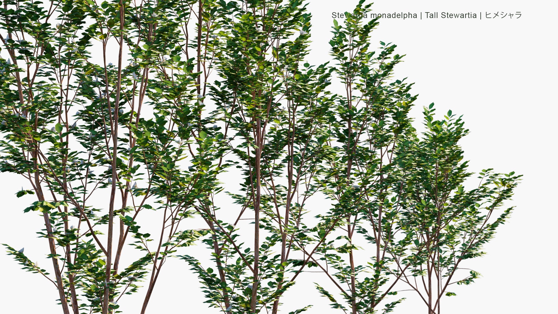 Low Poly Stewartia Monadelpha - Tall Steartia, ヒメシャラ (3D Model)