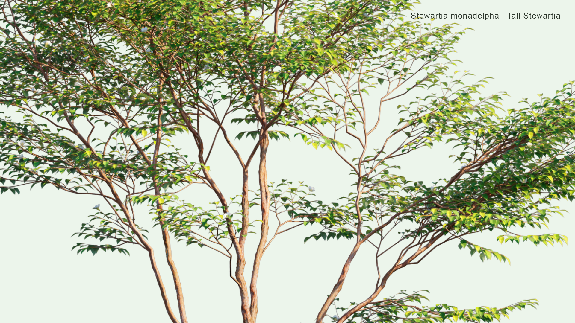 2D Stewartia Monadelpha - Tall Steartia,ヒメシャラ