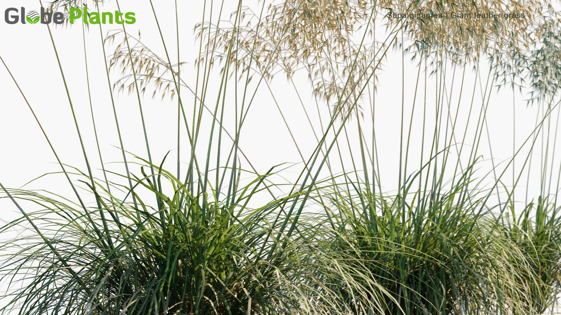 Low Poly Stipa Gigantea - Giant Feather Grass, Giant Needle Grass, Golden Oats (3D Model)