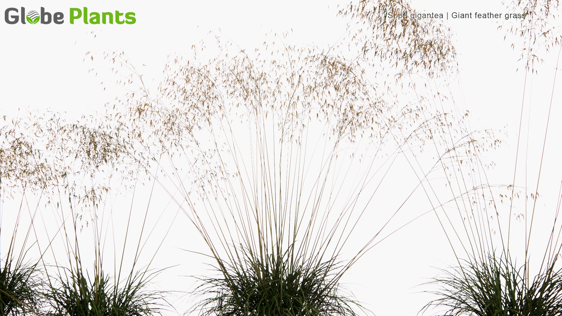 Low Poly Stipa Gigantea - Giant Feather Grass, Giant Needle Grass, Golden Oats (3D Model)