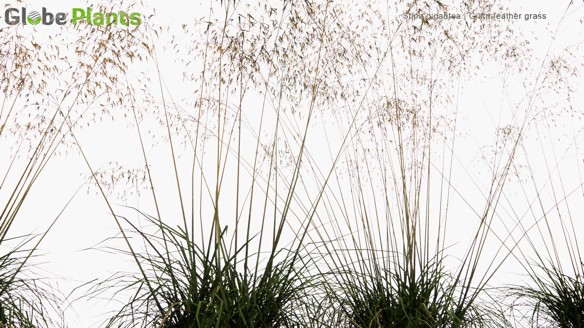 Low Poly Stipa Gigantea - Giant Feather Grass, Giant Needle Grass, Golden Oats (3D Model)