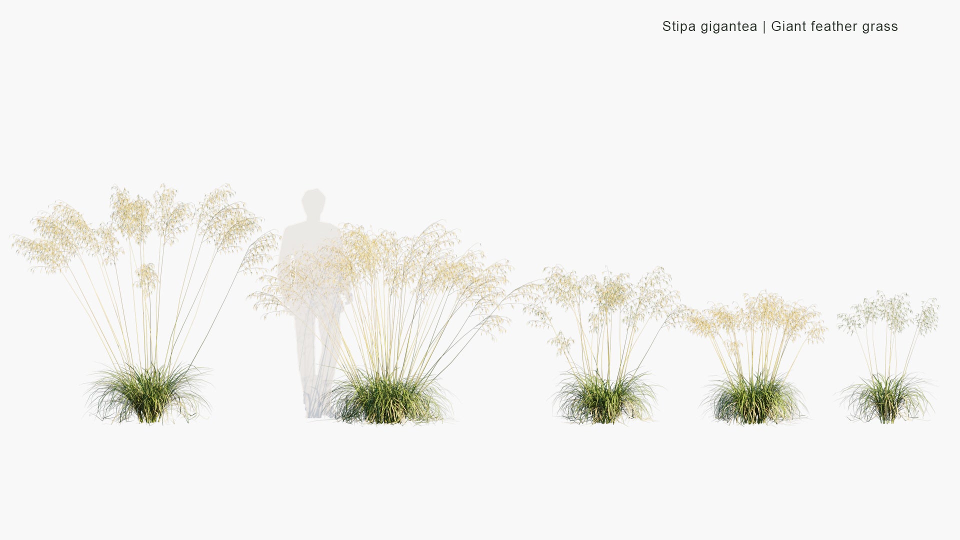 Low Poly Stipa Gigantea - Giant Feather Grass, Giant Needle Grass, Golden Oats (3D Model)