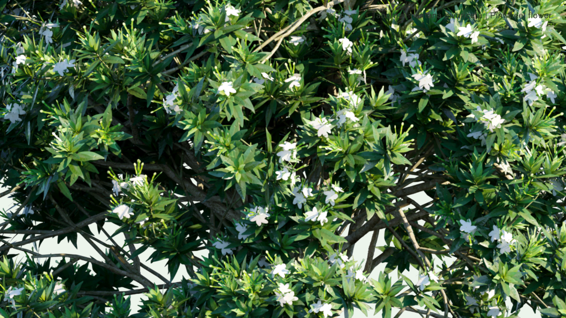 2D Tabernaemontana Divaricata - Pinwheel Flower, Crape Jasmine, East India Rosebay, Nero's Crown