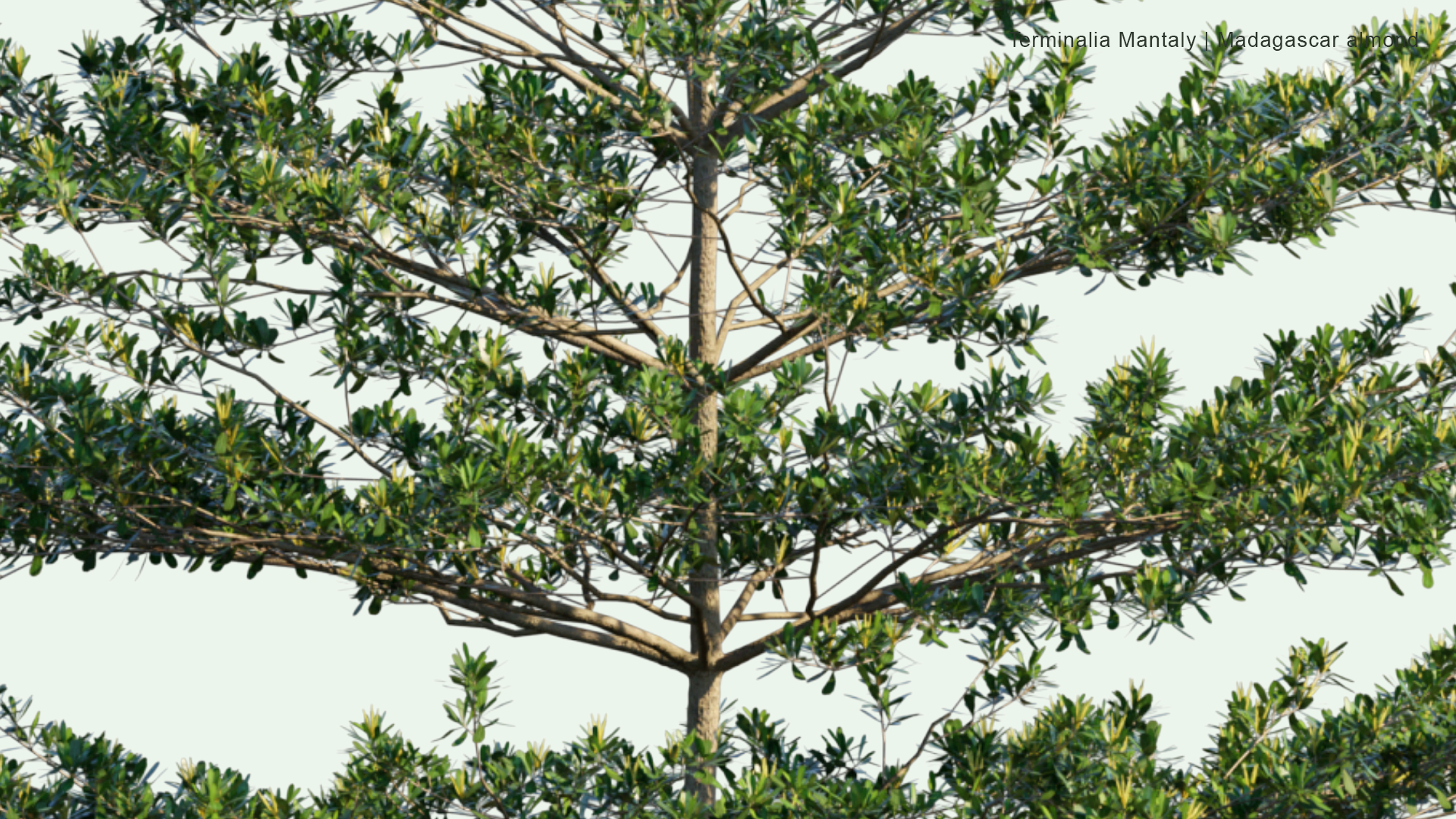 2D Terminalia Mantaly - Madagascar Almond, Umbrella Tree