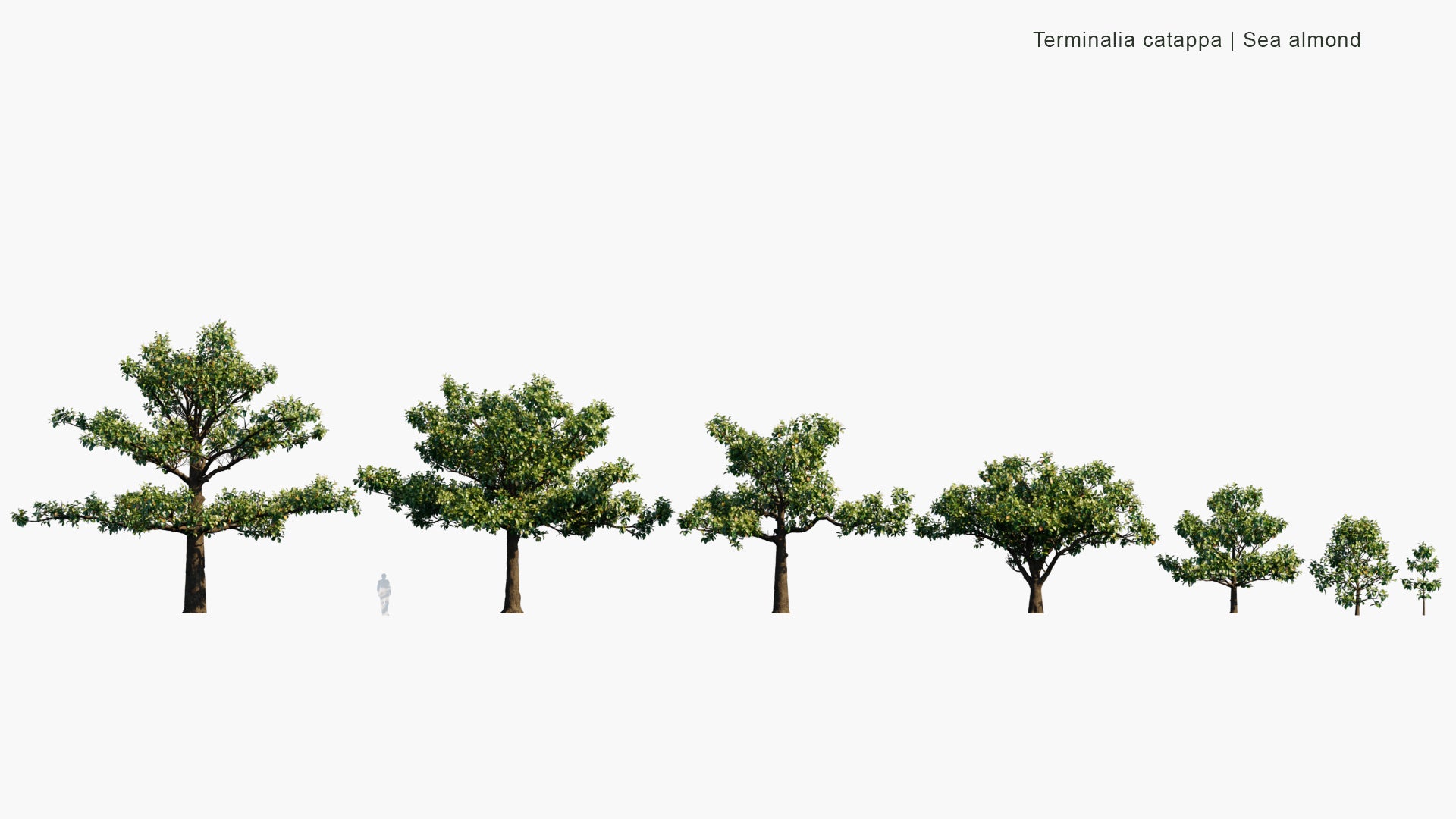 Low Poly Terminalia Catappa - Country Almond, Indian Almond, Malabar Almond, Sea Almond, Tropical Almond, Beach Almond (3D Model)