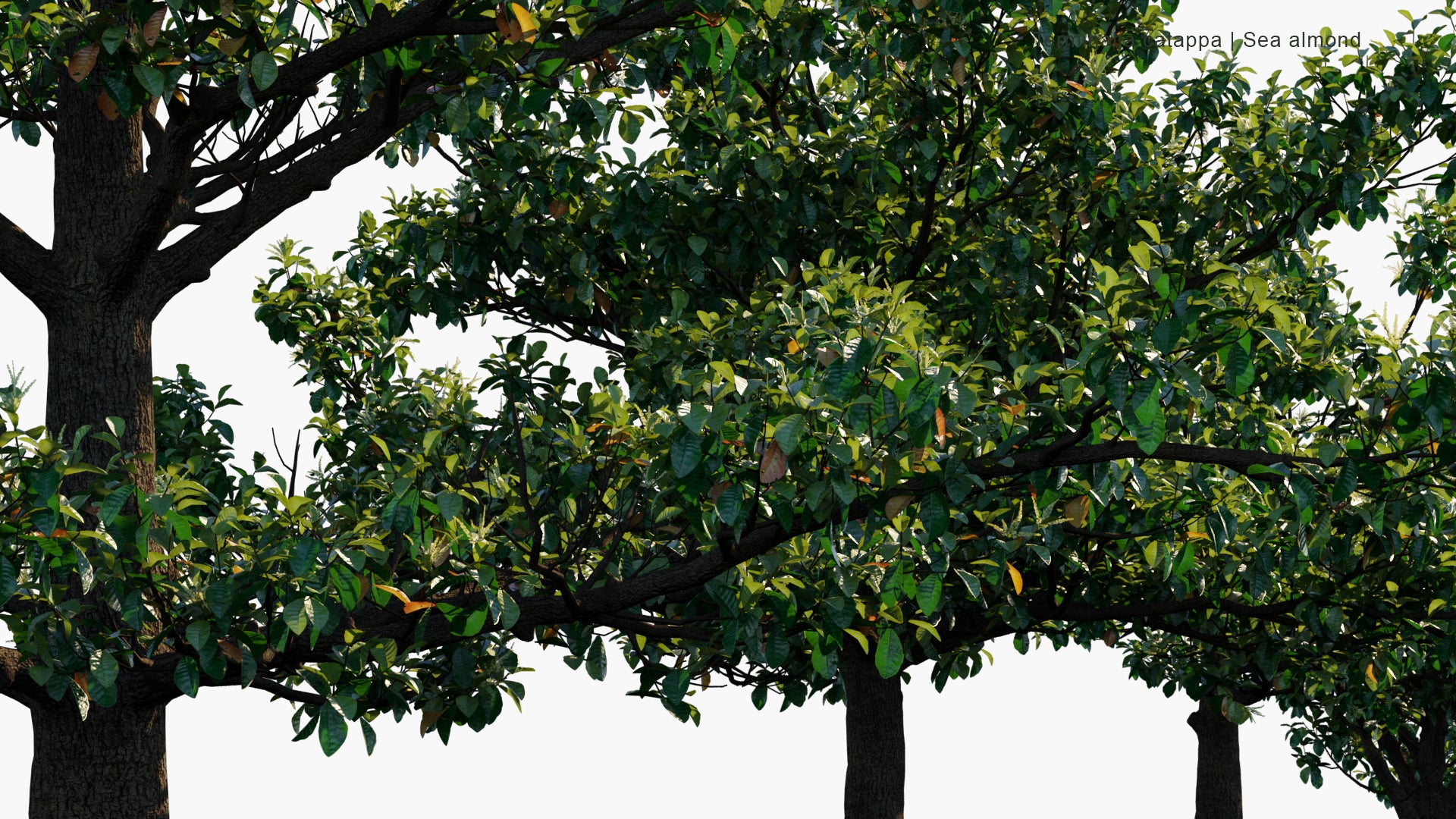 Low Poly Terminalia Catappa - Country Almond, Indian Almond, Malabar Almond, Sea Almond, Tropical Almond, Beach Almond (3D Model)