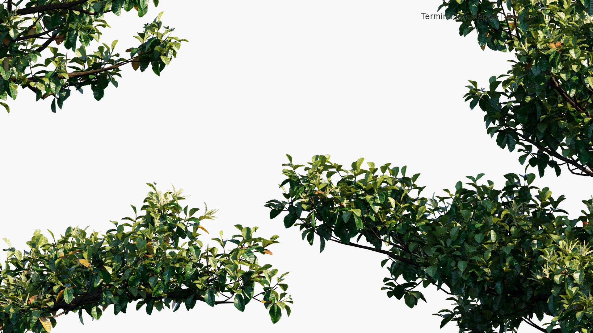 Low Poly Terminalia Catappa - Country Almond, Indian Almond, Malabar Almond, Sea Almond, Tropical Almond, Beach Almond (3D Model)