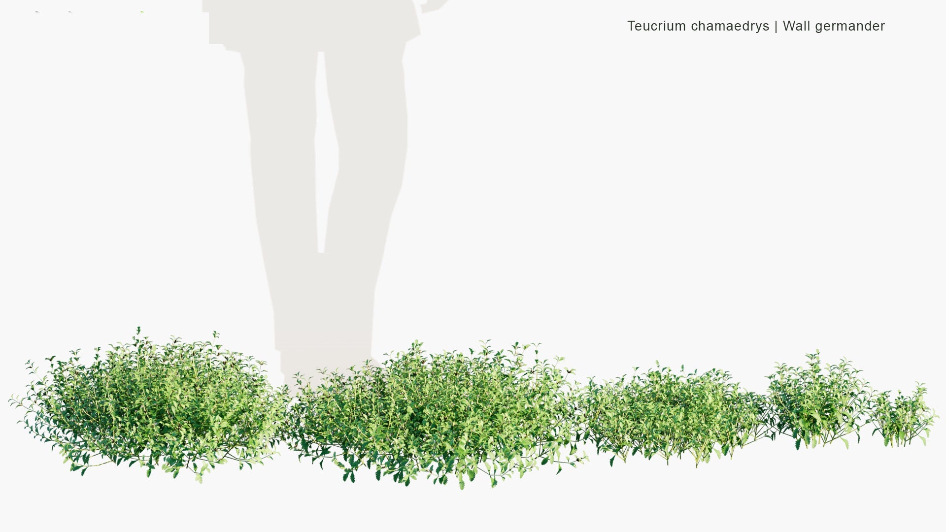 Low Poly Teucrium Chamaedrys - Wall Germander (3D Model)