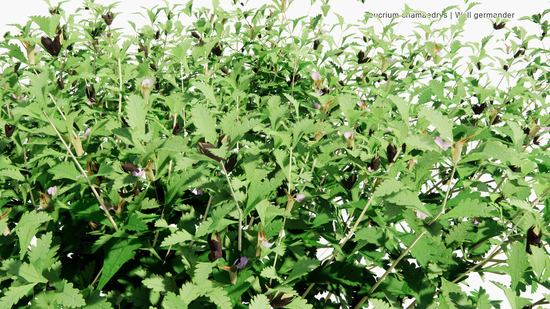 Low Poly Teucrium Chamaedrys - Wall Germander (3D Model)