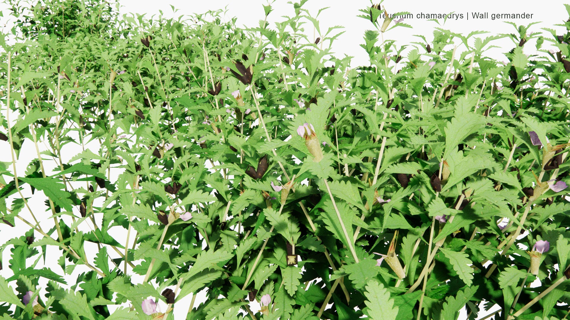 Low Poly Teucrium Chamaedrys - Wall Germander (3D Model)