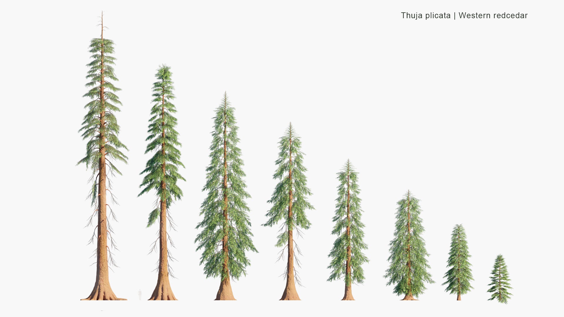 Thuja Plicata 3D Model