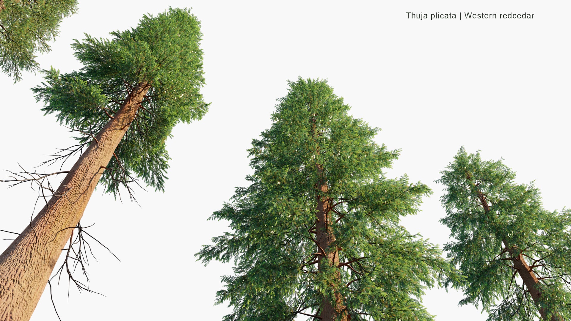 Thuja Plicata 3D Model