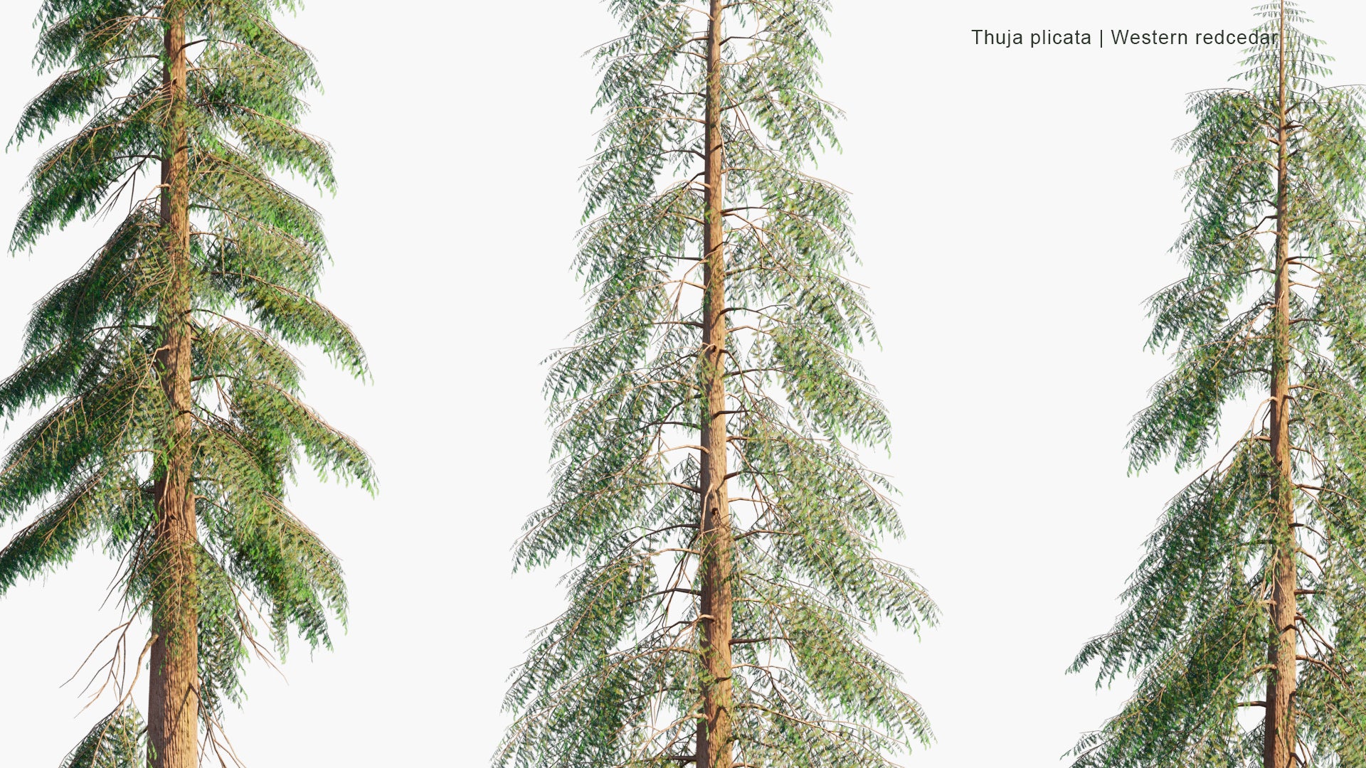 Low Poly Thuja Plicata - Western Redcedar, Pacific Red Cedar, Giant Arborvitae, Western Arborvitae, Just Cedar, Giant Cedar, Shinglewood (3D Model)