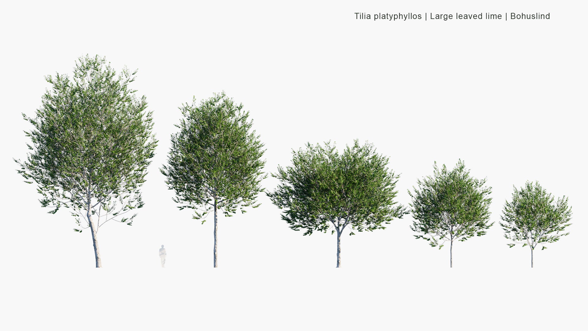 Low Poly Tilia Platyphyllos - Large-Leaved Lime, Large-Leaved Linden, Bohuslind (3D Model)