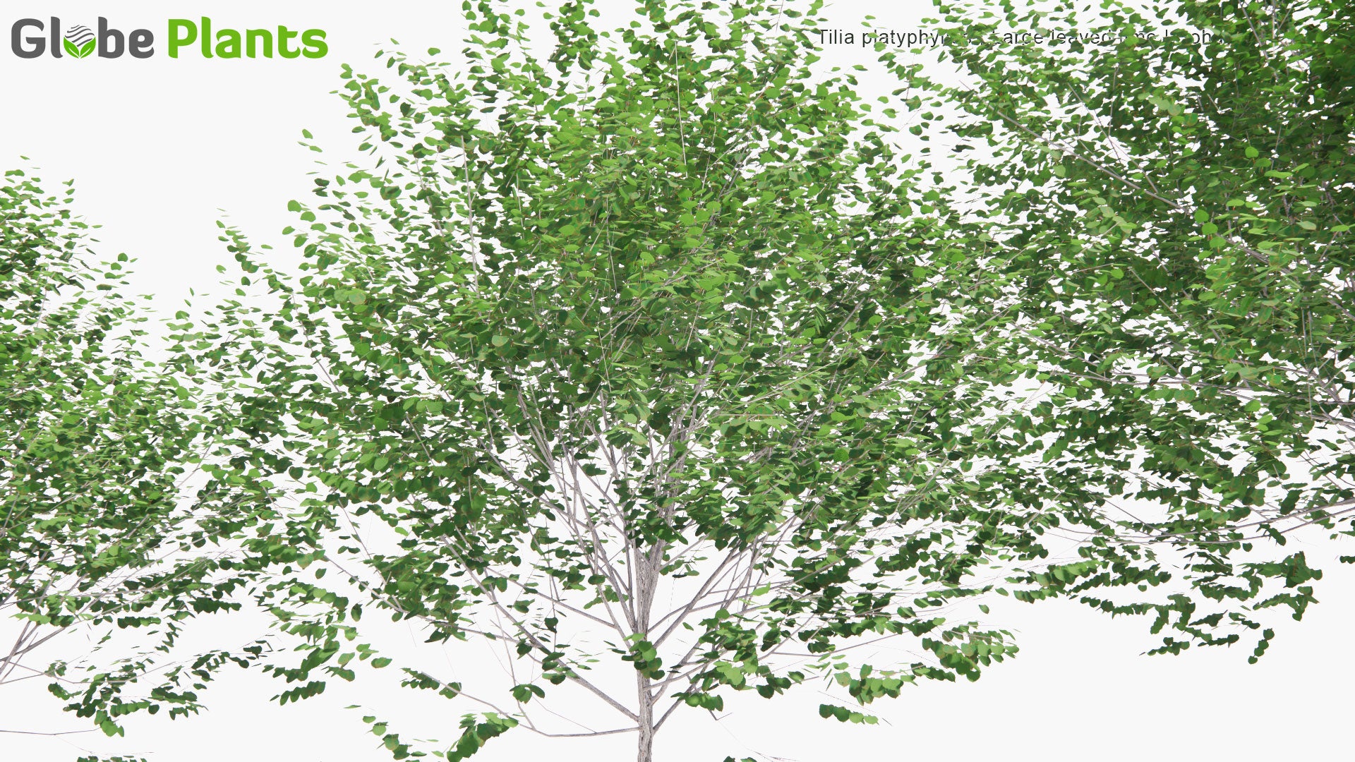Low Poly Tilia Platyphyllos - Large-Leaved Lime, Large-Leaved Linden, Bohuslind (3D Model)