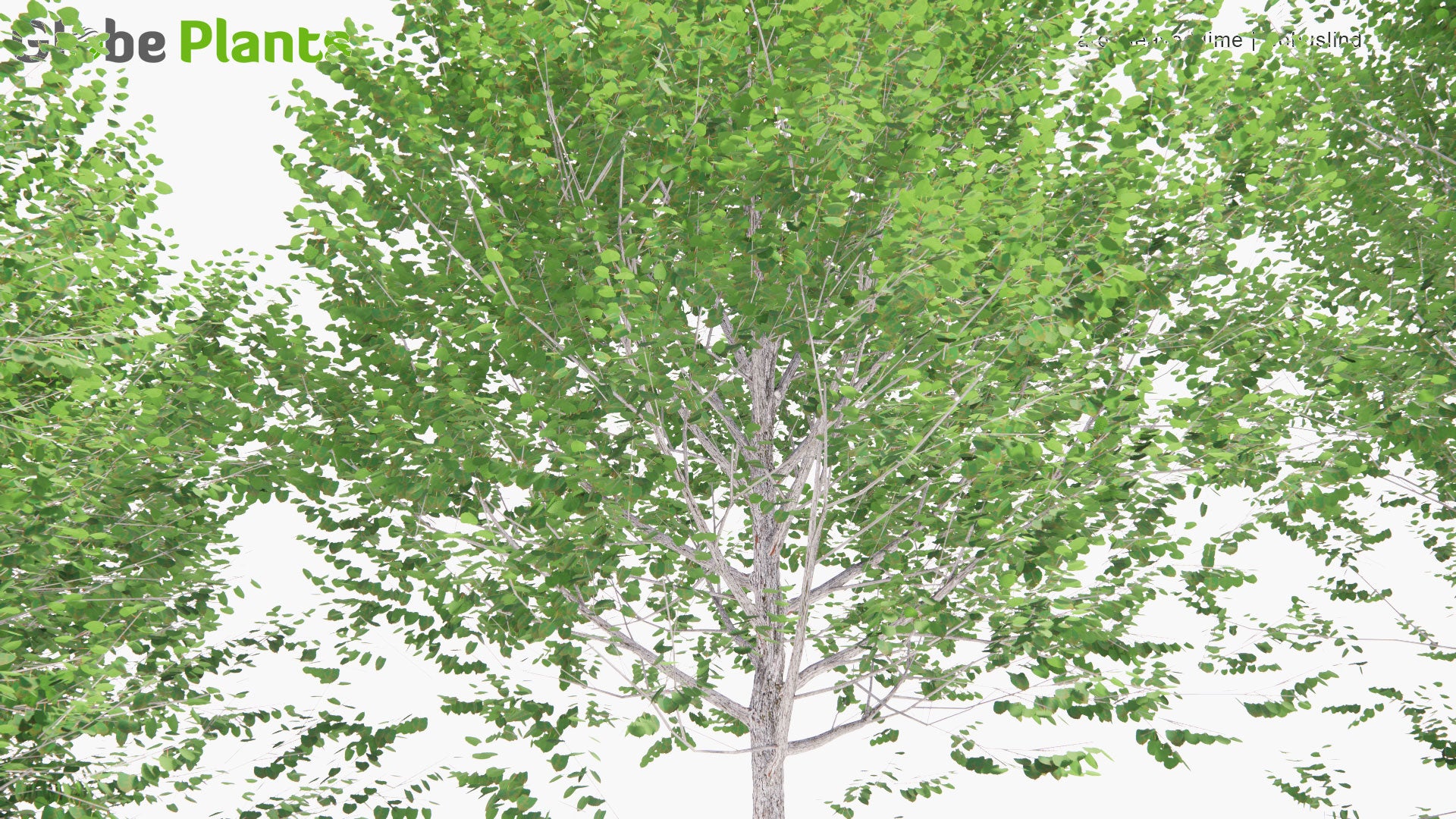 Low Poly Tilia Platyphyllos - Large-Leaved Lime, Large-Leaved Linden, Bohuslind (3D Model)