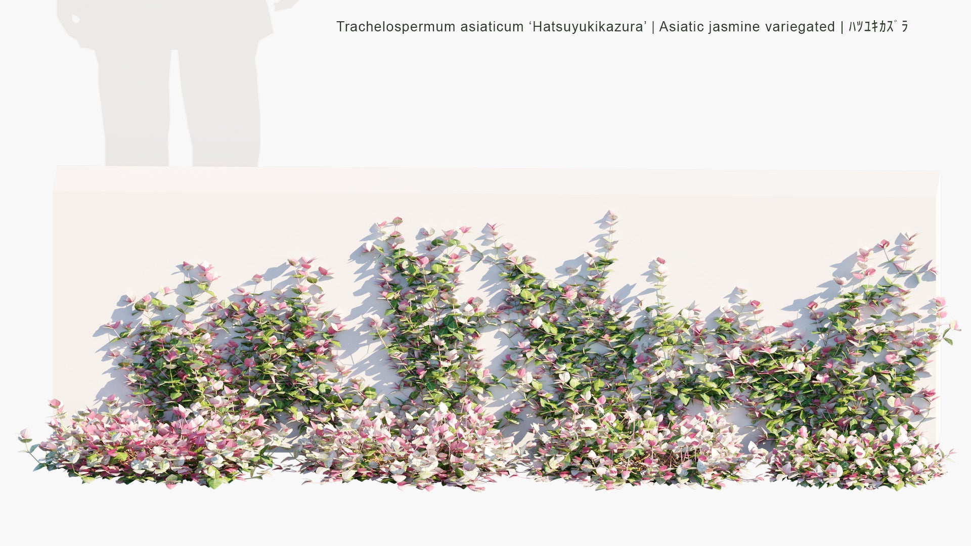Low Poly Trachelospermum Asiaticum ‘Hatsuyukikazura’ - Asiatic Jasmine Variegated, ハツユキカズラ (3D Model)