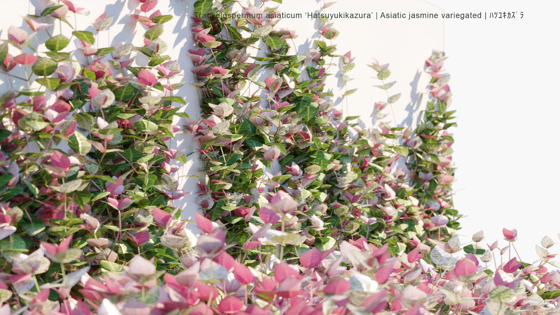 Low Poly Trachelospermum Asiaticum ‘Hatsuyukikazura’ - Asiatic Jasmine Variegated, ハツユキカズラ (3D Model)