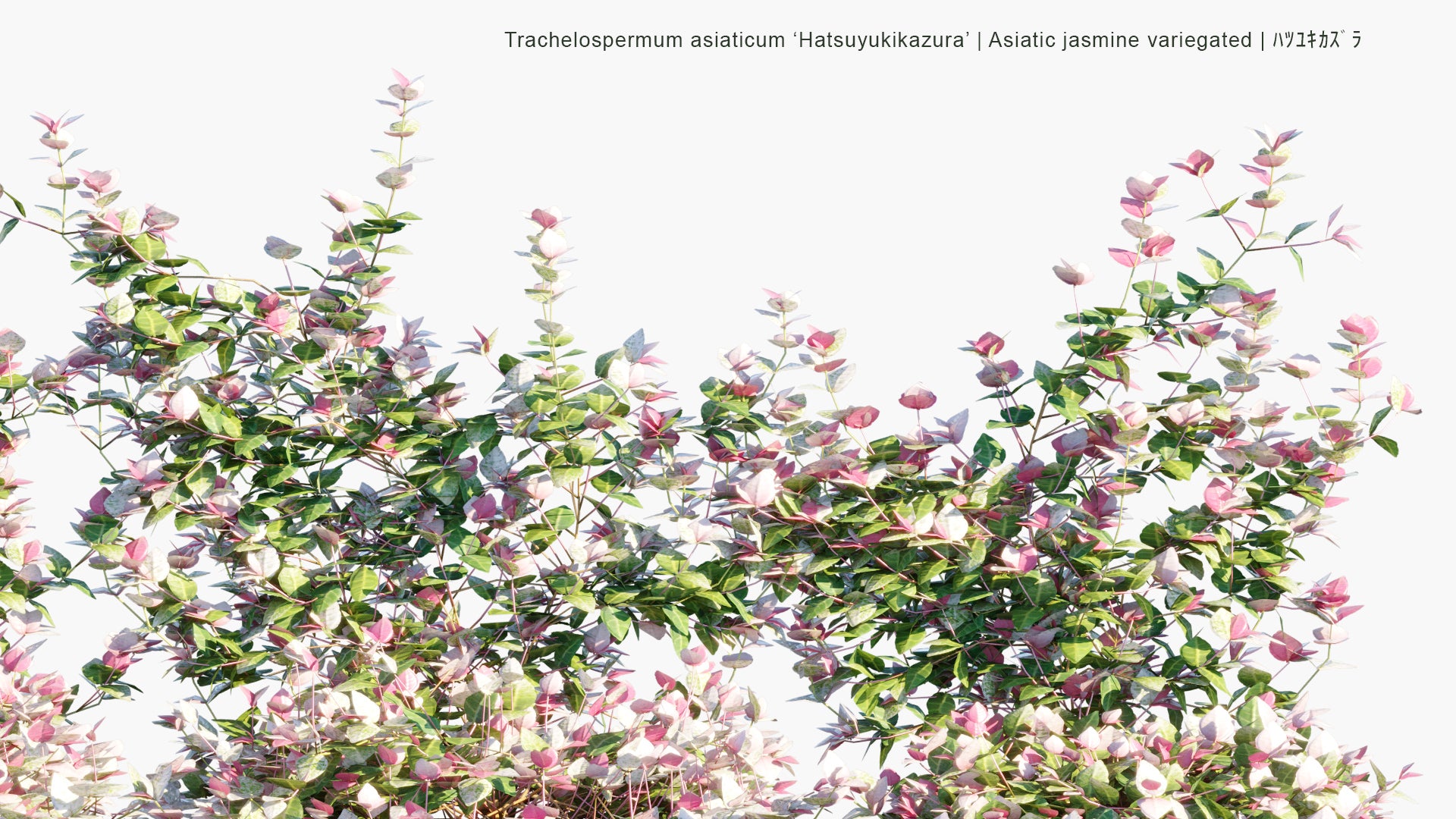 Low Poly Trachelospermum Asiaticum ‘Hatsuyukikazura’ - Asiatic Jasmine Variegated, ハツユキカズラ (3D Model)