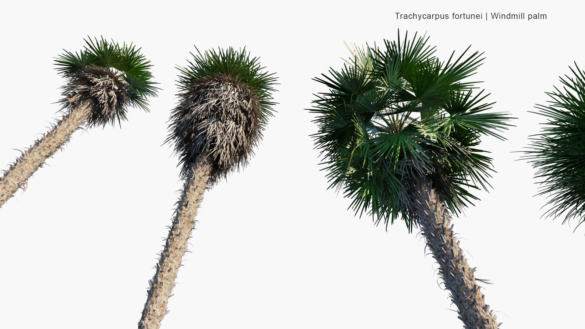 Trachycarpus Fortunei - Chinese Windmill Palm, Windmill Palm, Chusan Palm (3D Model)