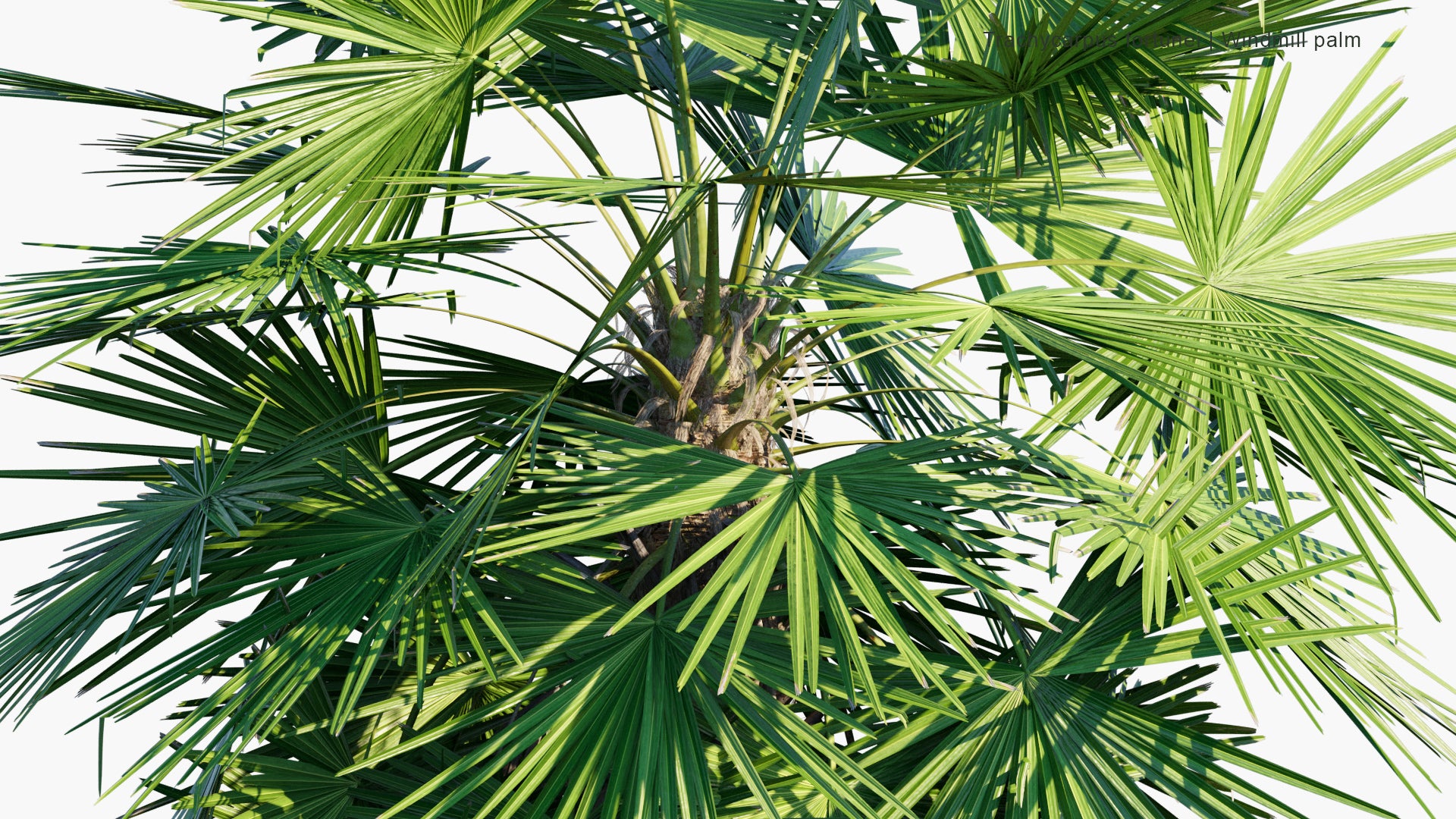 Trachycarpus Fortunei - Chinese Windmill Palm, Windmill Palm, Chusan Palm (3D Model)