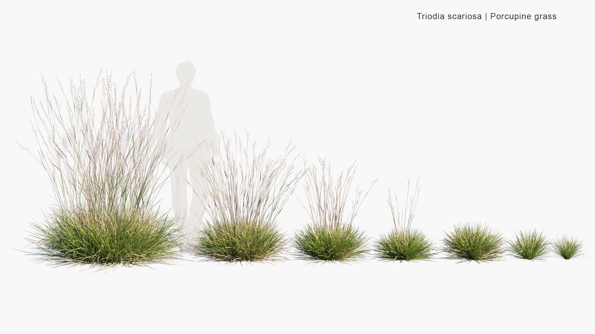 Low Poly Triodia Scariosa - Porcupine Grass (3D Model)