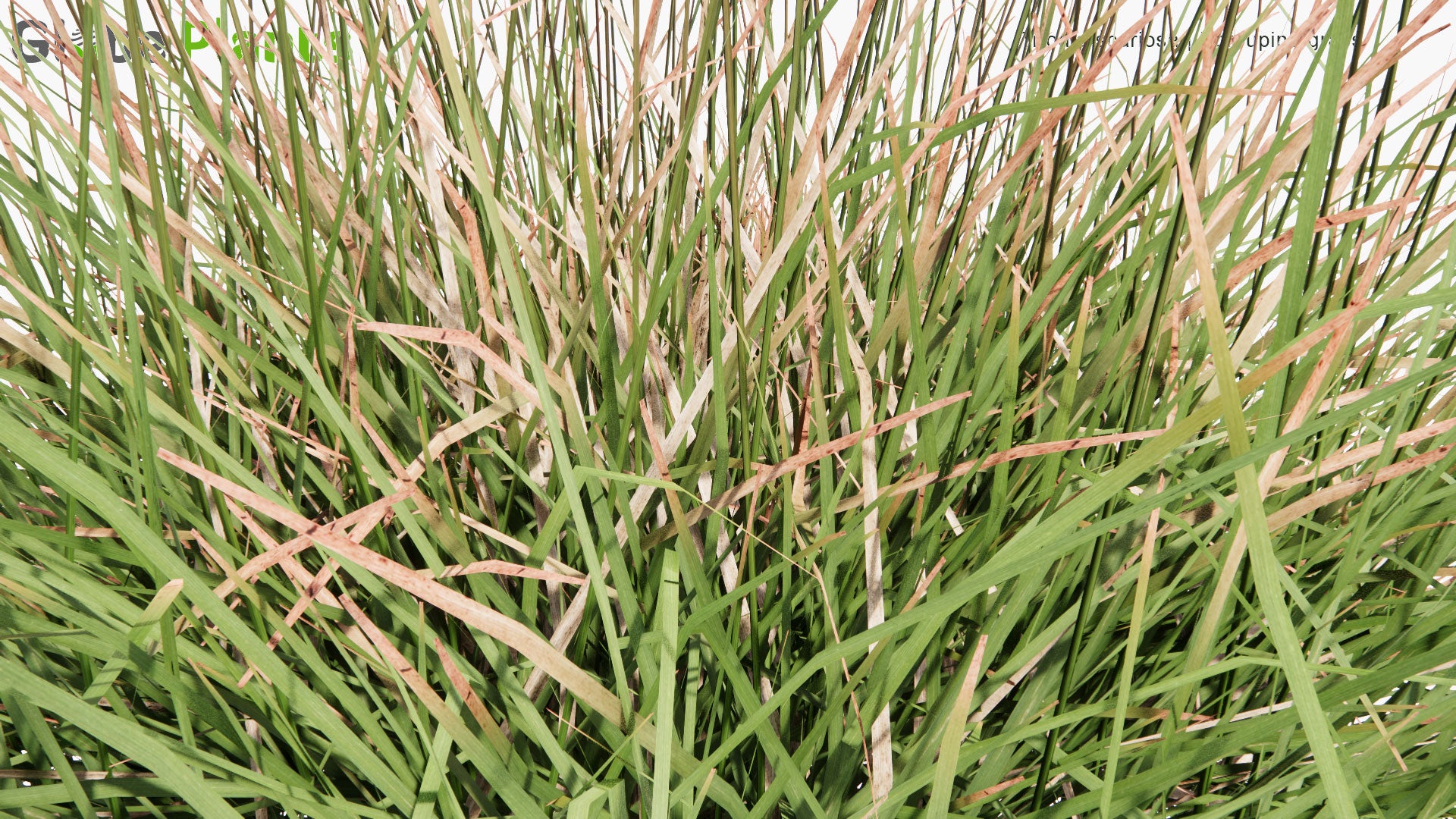 Low Poly Triodia Scariosa - Porcupine Grass (3D Model)