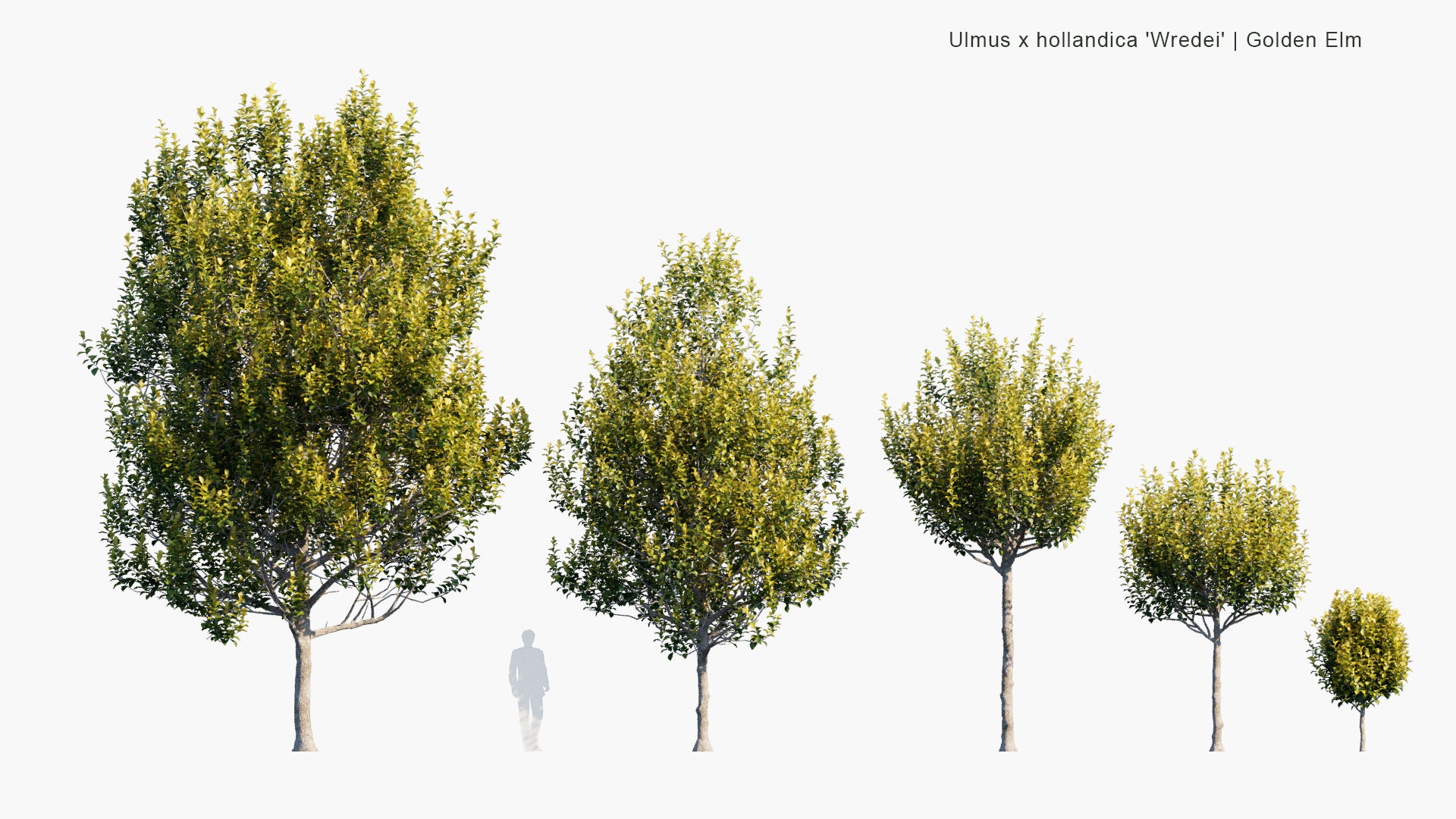 Low Poly Ulmus x Hollandica Wredei - Golden Elm (3D Model)