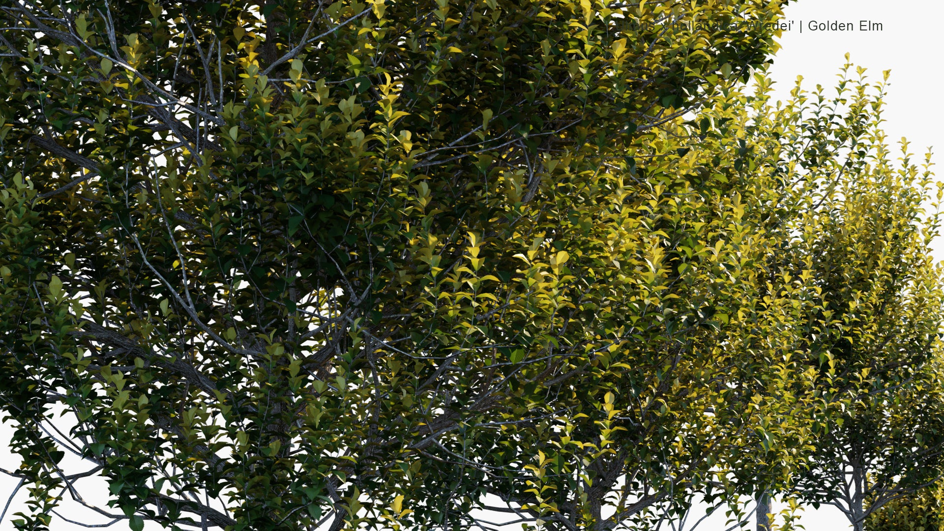 Low Poly Ulmus x Hollandica Wredei - Golden Elm (3D Model)
