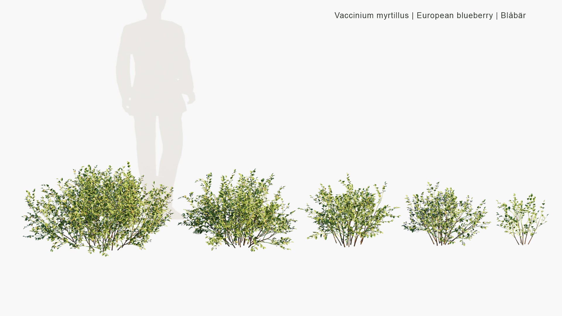 Low Poly Vaccinium Myrtillus - European Blueberry, Blaeberry, Blåbär (3D Model)