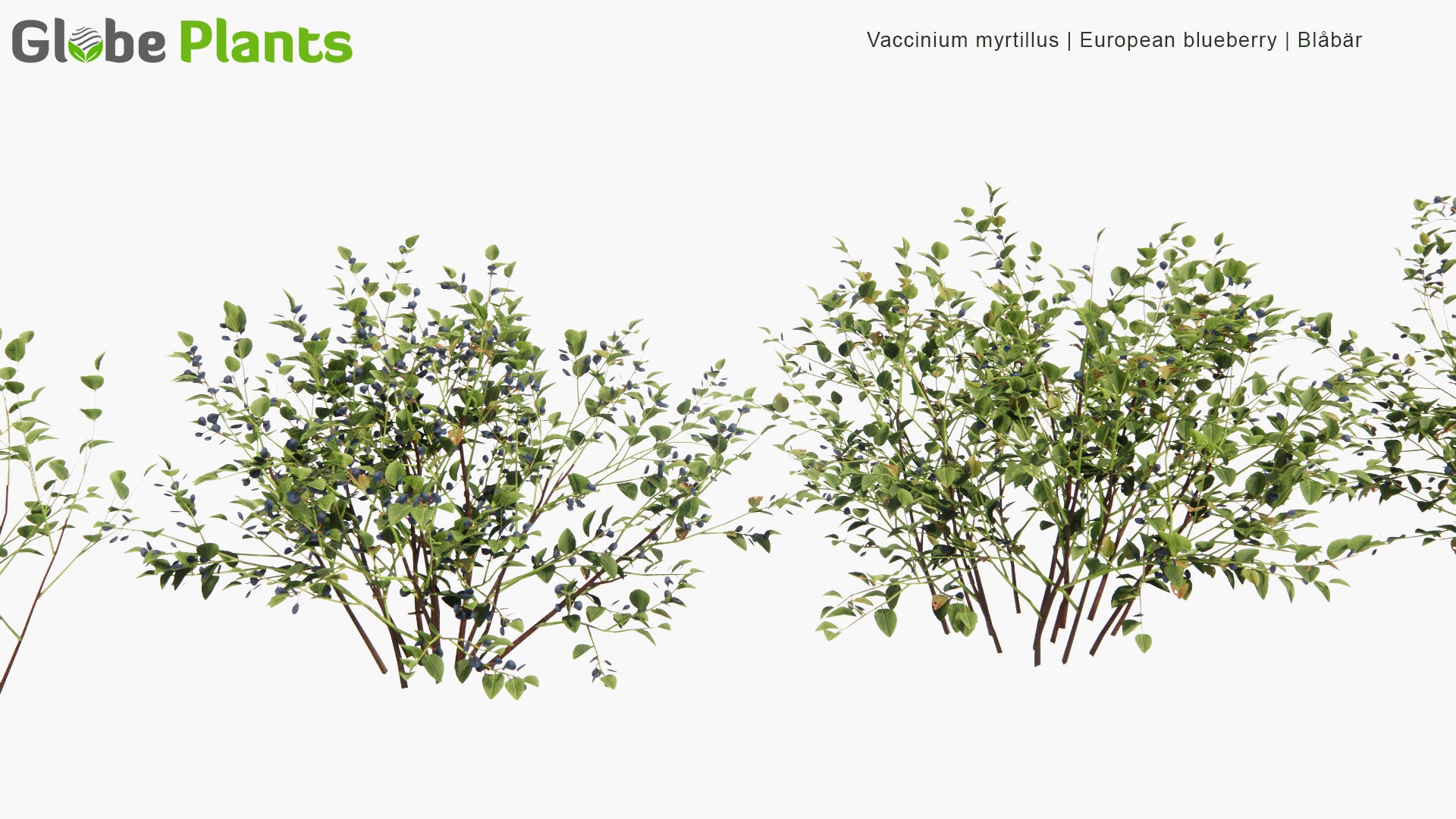 Low Poly Vaccinium Myrtillus - European Blueberry, Blaeberry, Blåbär (3D Model)