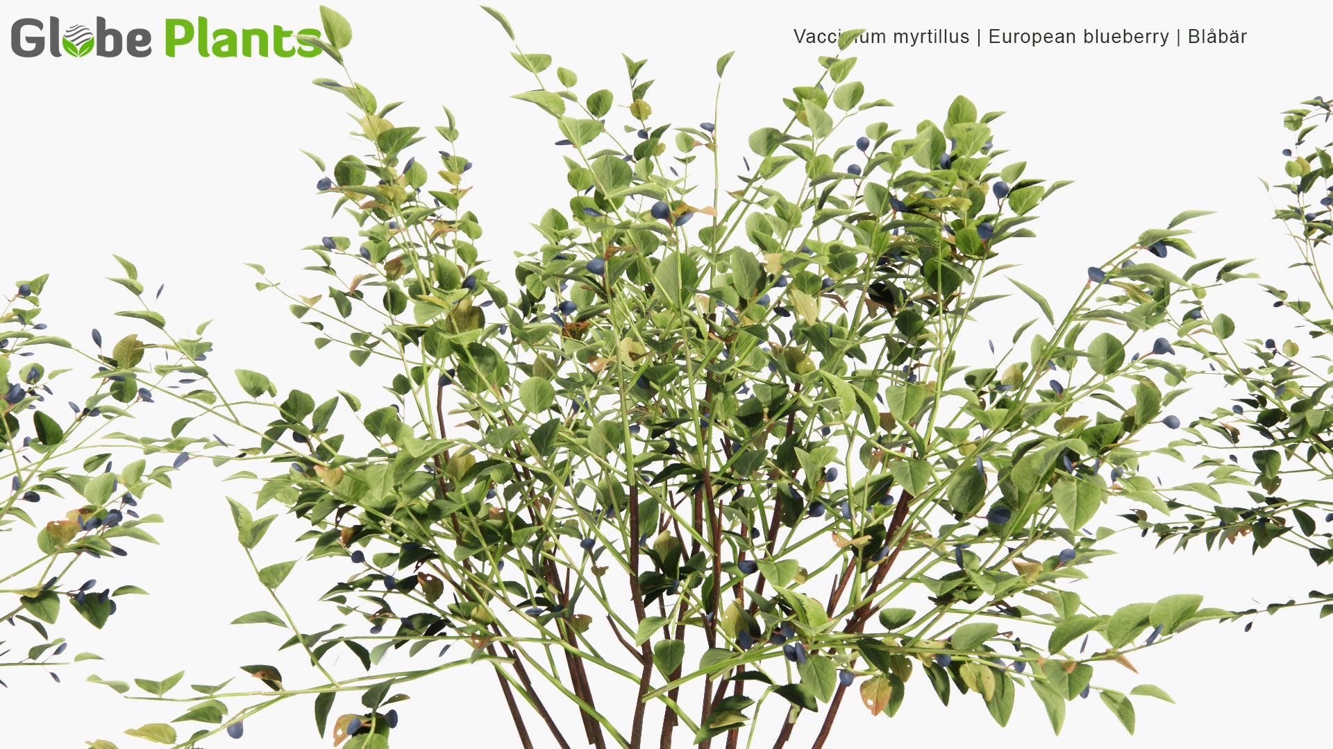 Low Poly Vaccinium Myrtillus - European Blueberry, Blaeberry, Blåbär (3D Model)
