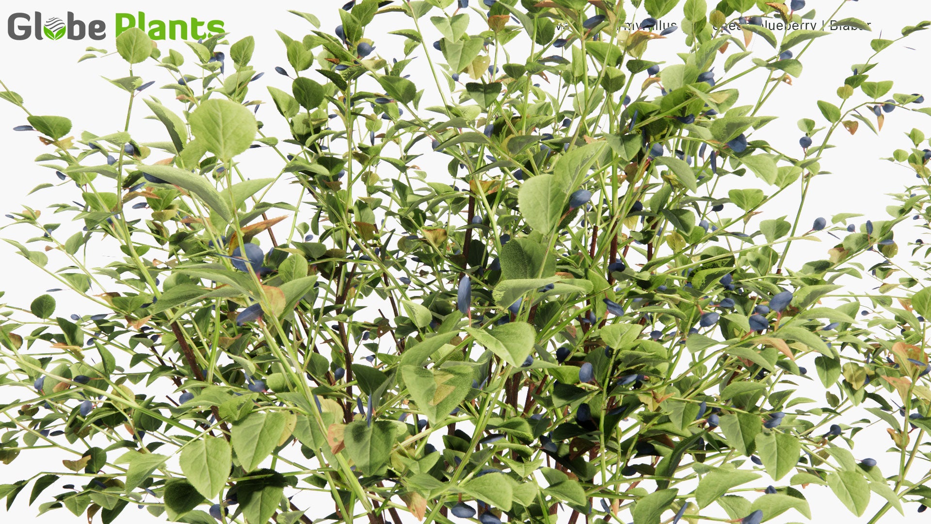 Low Poly Vaccinium Myrtillus - European Blueberry, Blaeberry, Blåbär (3D Model)