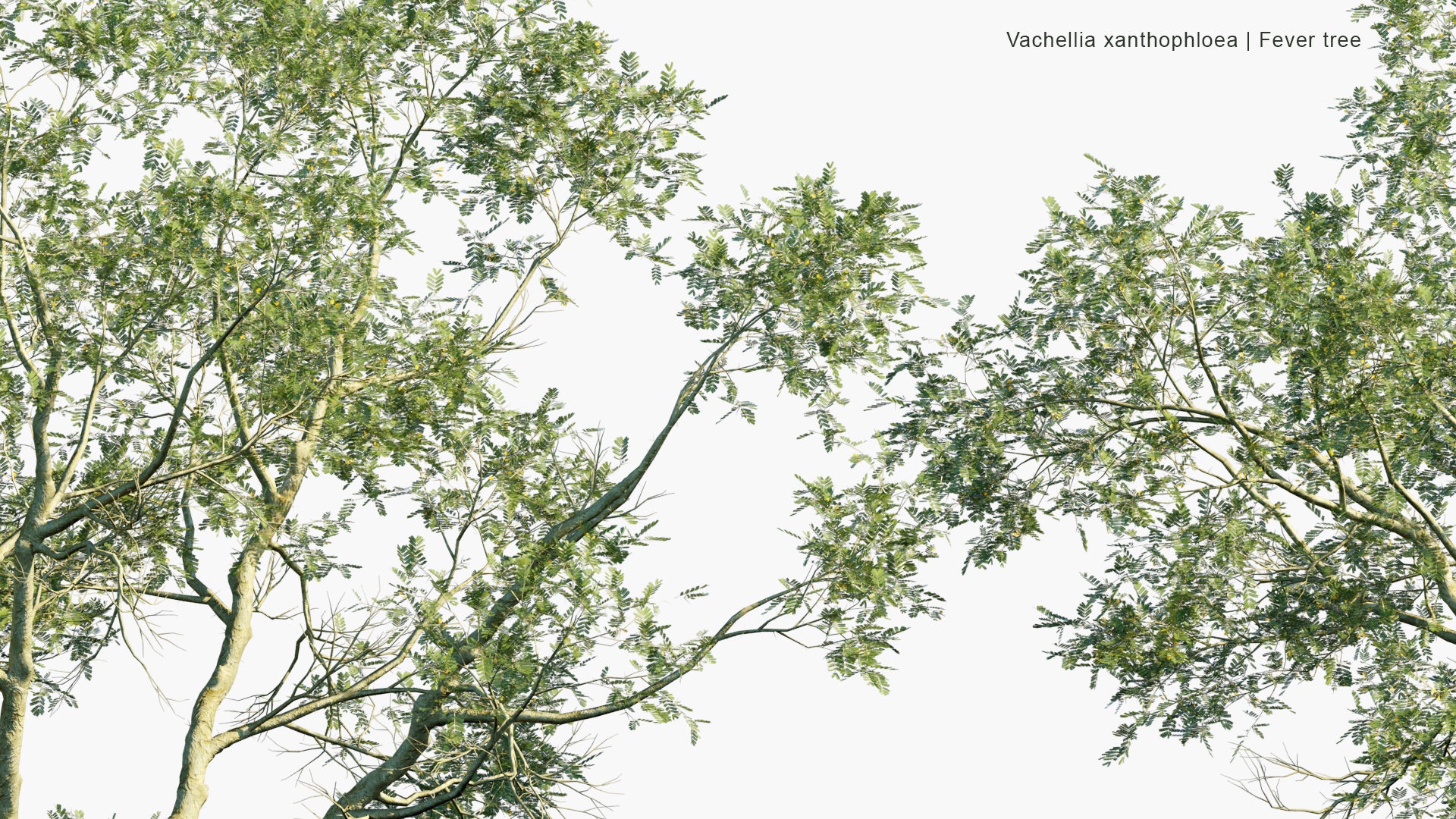 Low Poly Vachellia Xanthophloea - Fever Tree (3D Model)