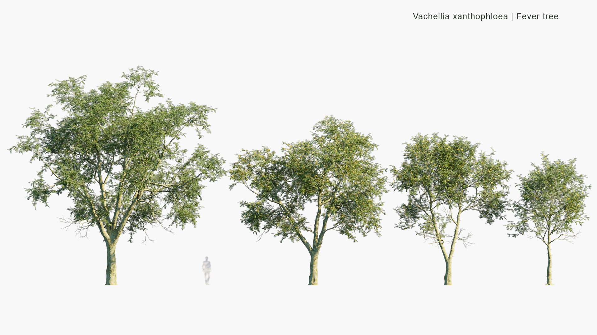 Vachellia Xanthophloea - Fever Tree (3D Model)