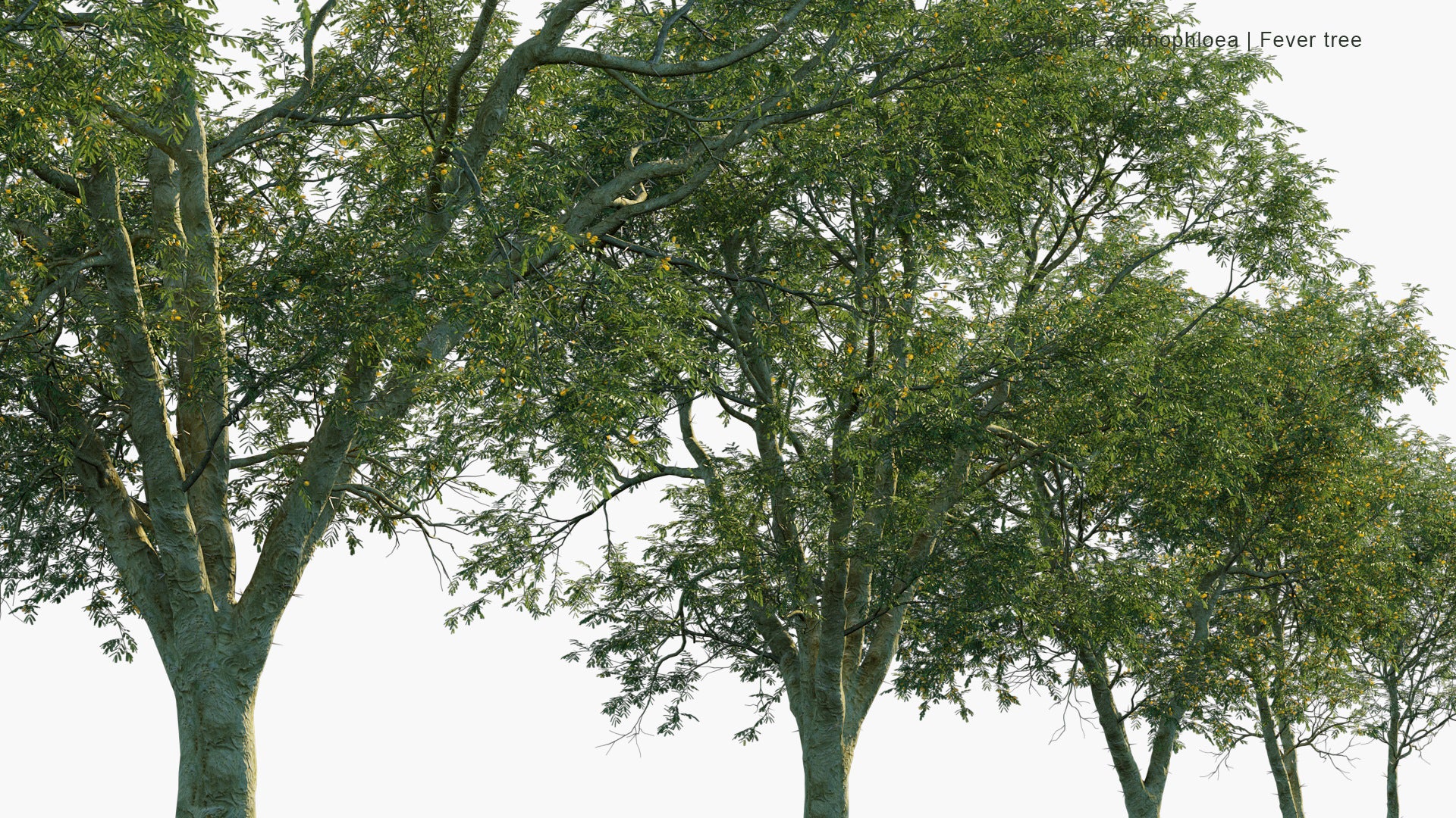 Vachellia Xanthophloea - Fever Tree (3D Model)