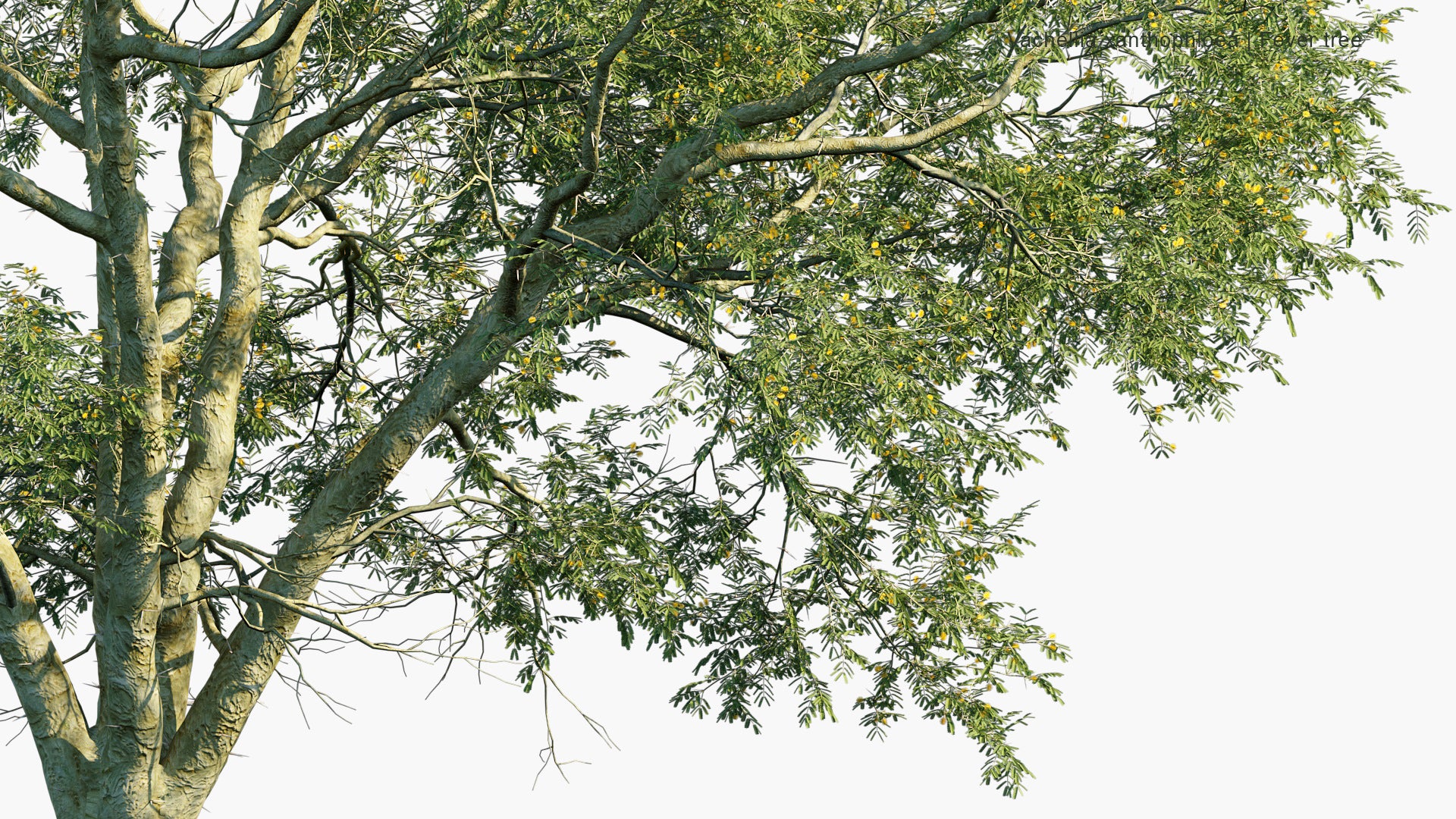 Vachellia Xanthophloea - Fever Tree (3D Model)