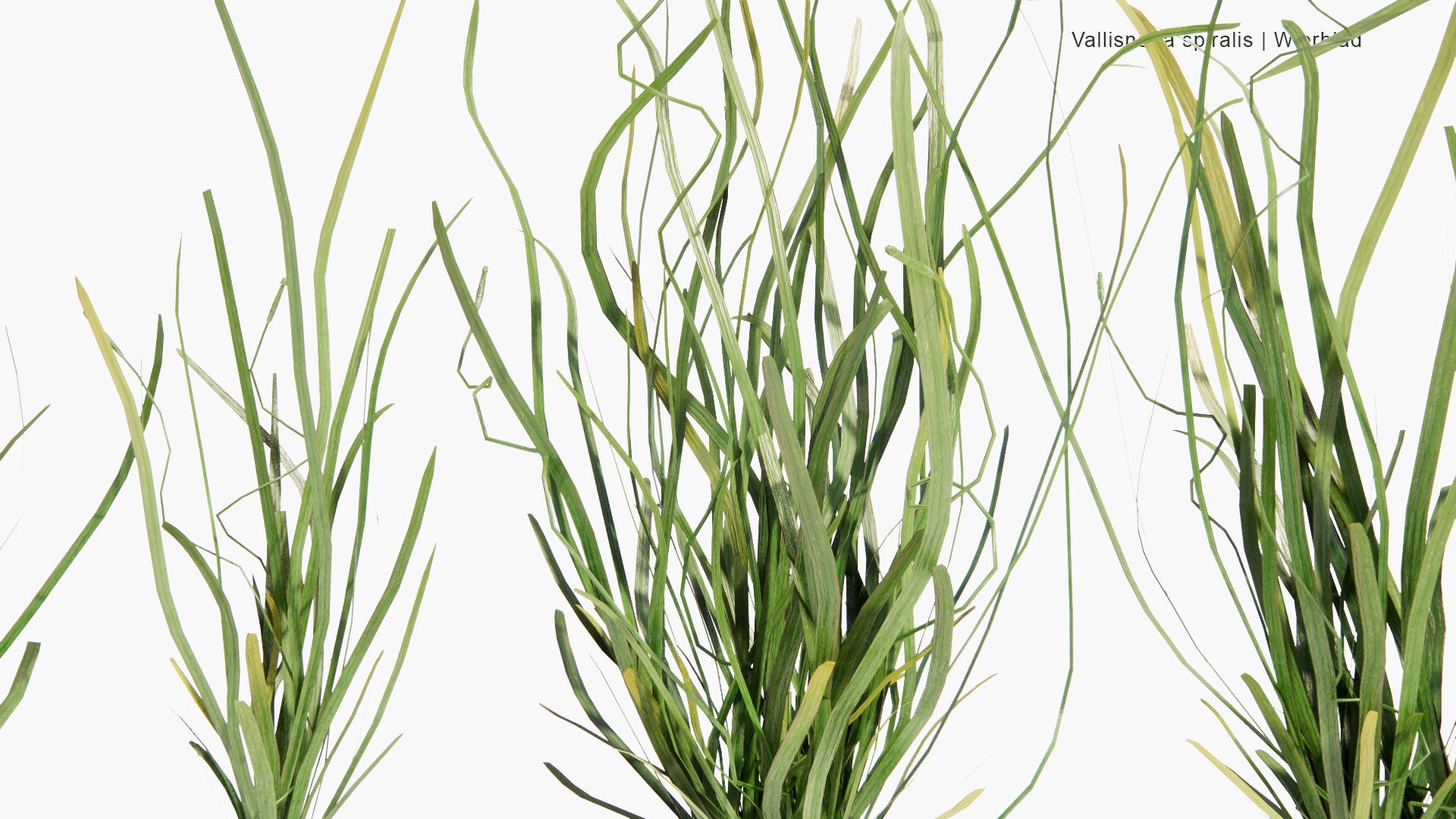 Low Poly Vallisneria Spiralis - Wierblad, Tape Grass, Eel Grass (3D Model)