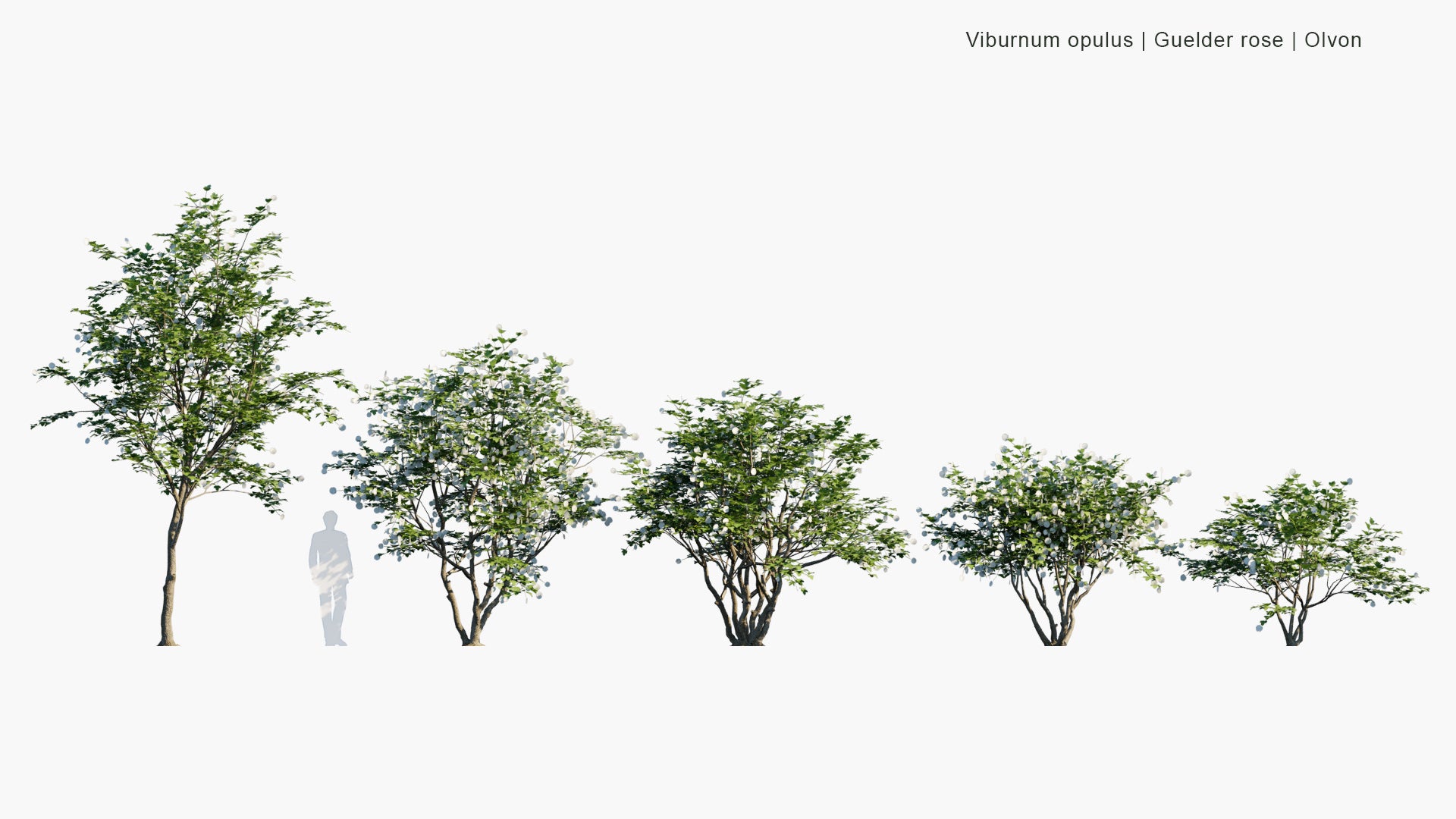 Low Poly Viburnum Opulus - Guelder Rose, Olvon (3D Model)