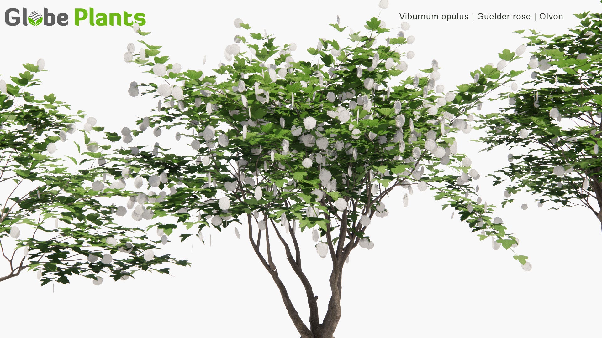 Low Poly Viburnum Opulus - Guelder Rose, Olvon (3D Model)