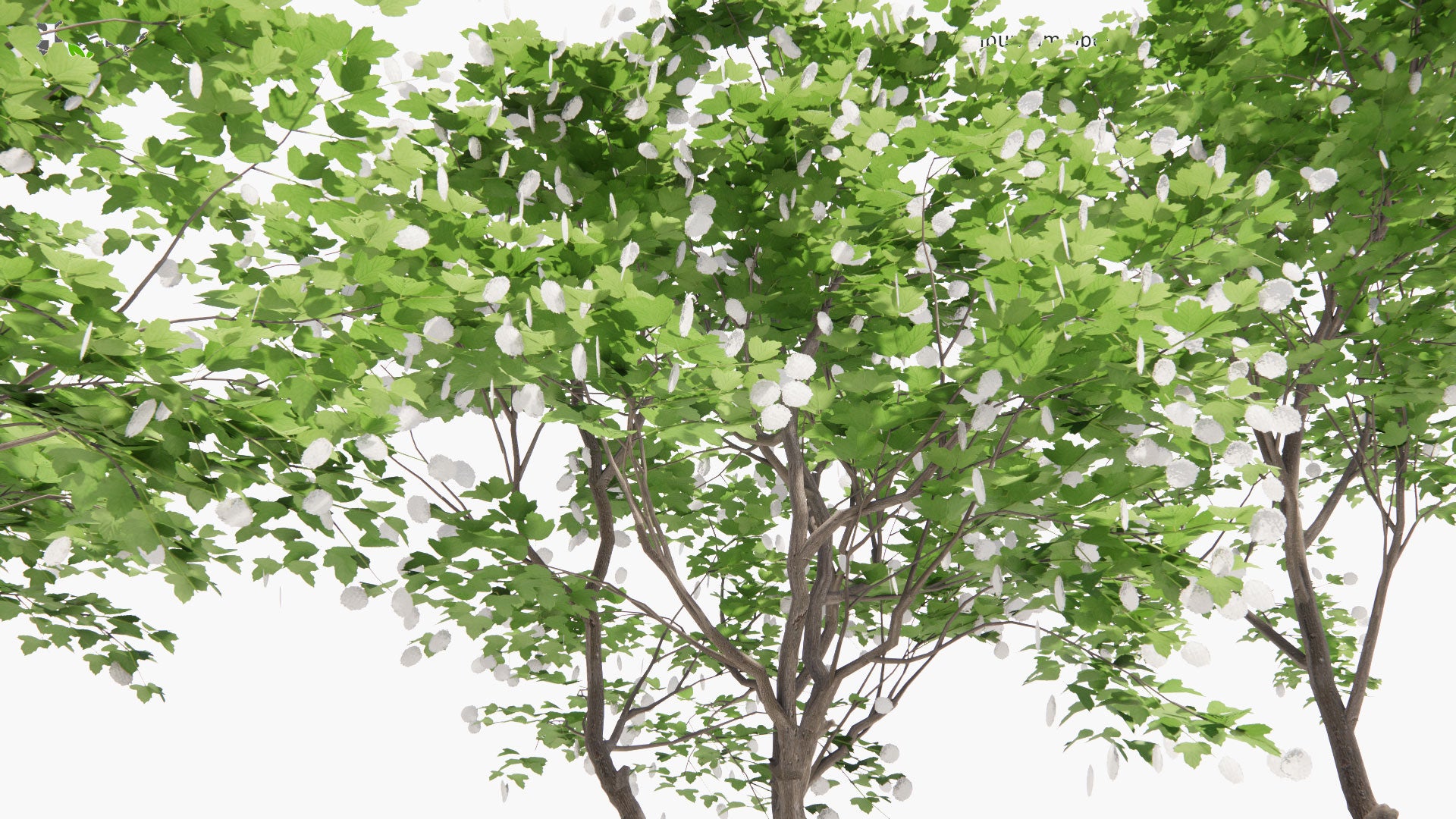 Low Poly Viburnum Opulus - Guelder Rose, Olvon (3D Model)