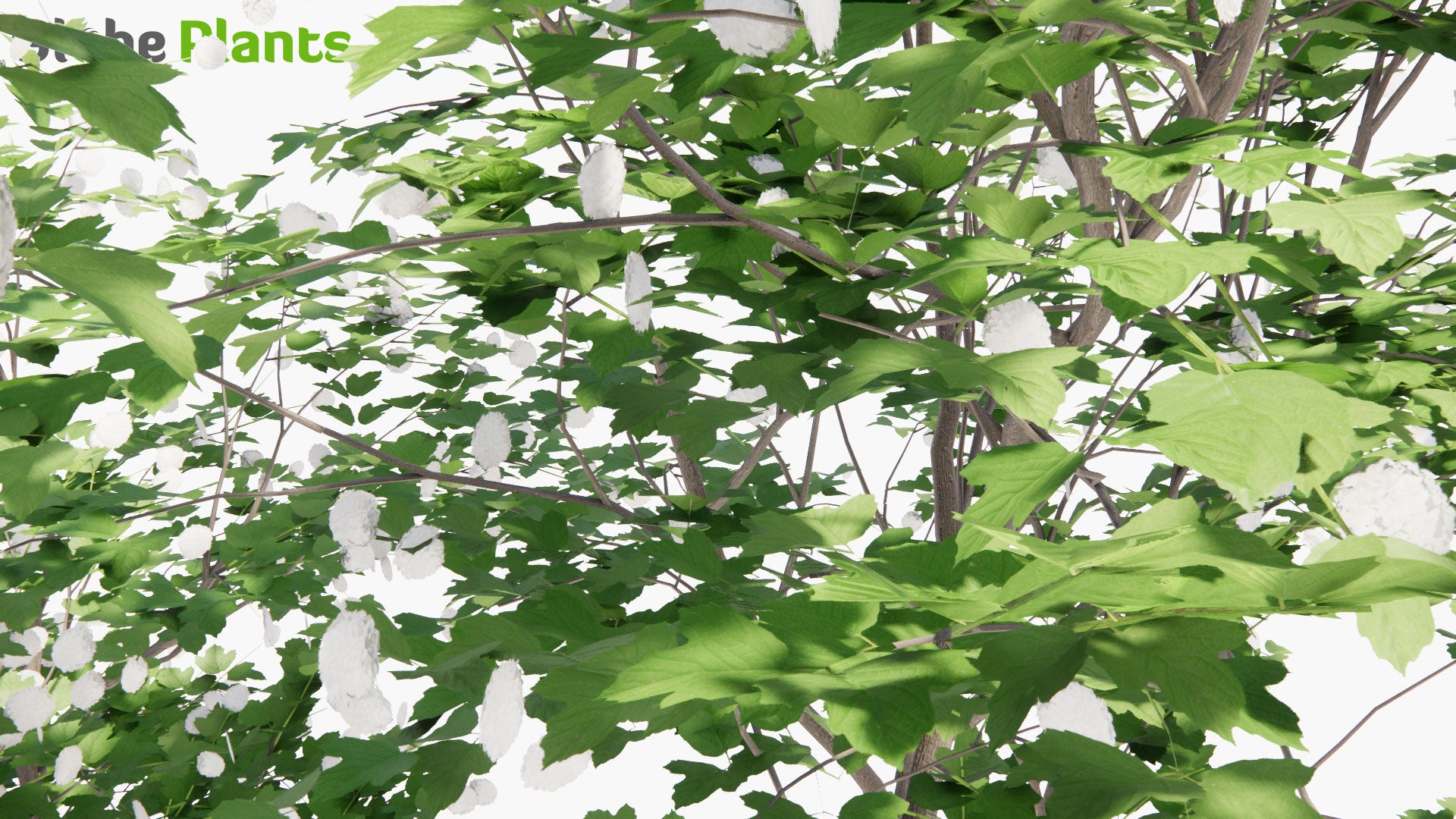 Low Poly Viburnum Opulus - Guelder Rose, Olvon (3D Model)
