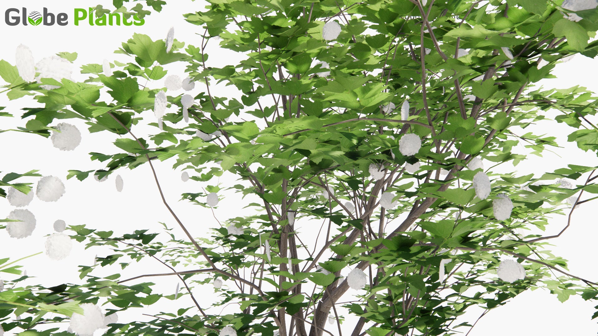 Low Poly Viburnum Opulus - Guelder Rose, Olvon (3D Model)