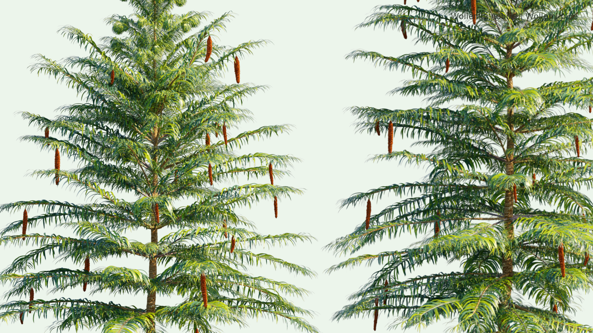 2D Wollemia Nobilis - Wollemi Pine