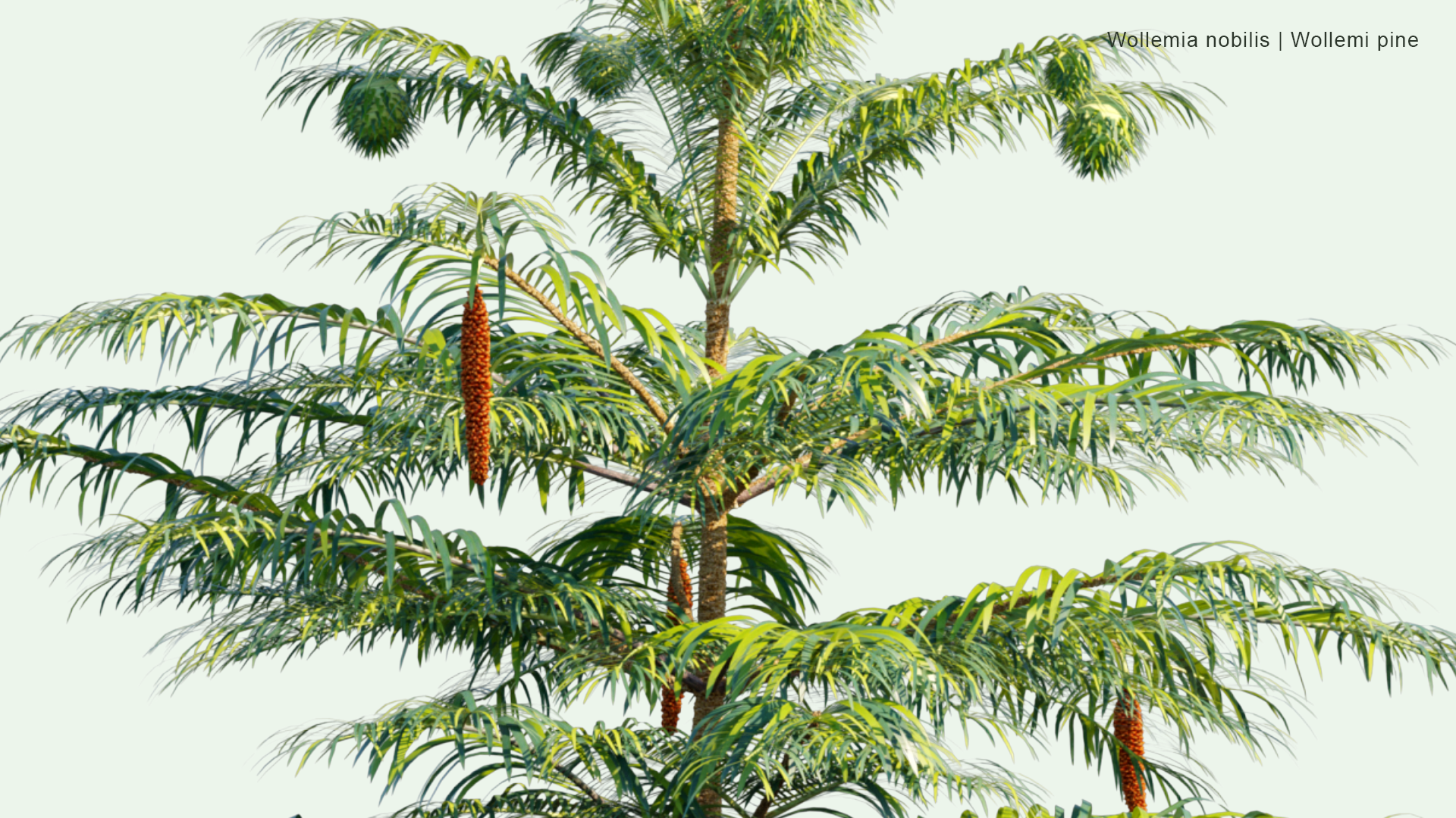 2D Wollemia Nobilis - Wollemi Pine