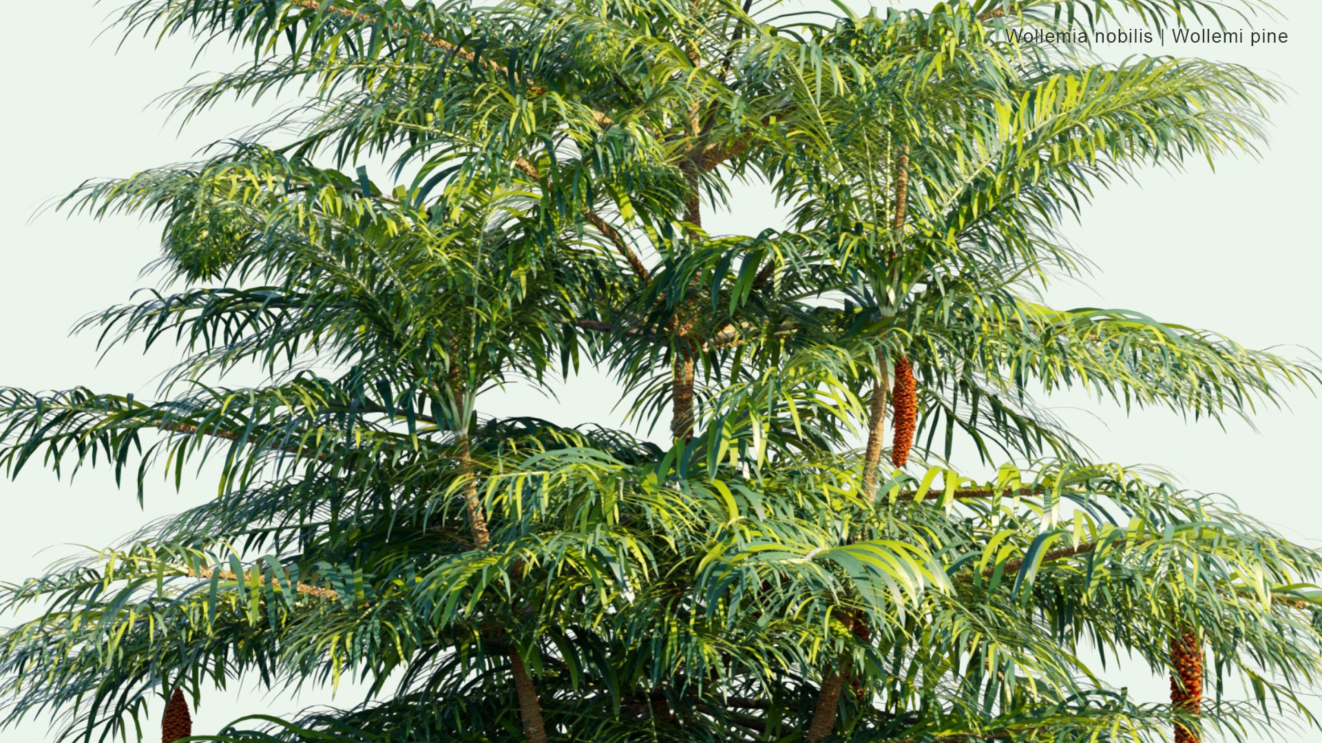 2D Wollemia Nobilis - Wollemi Pine